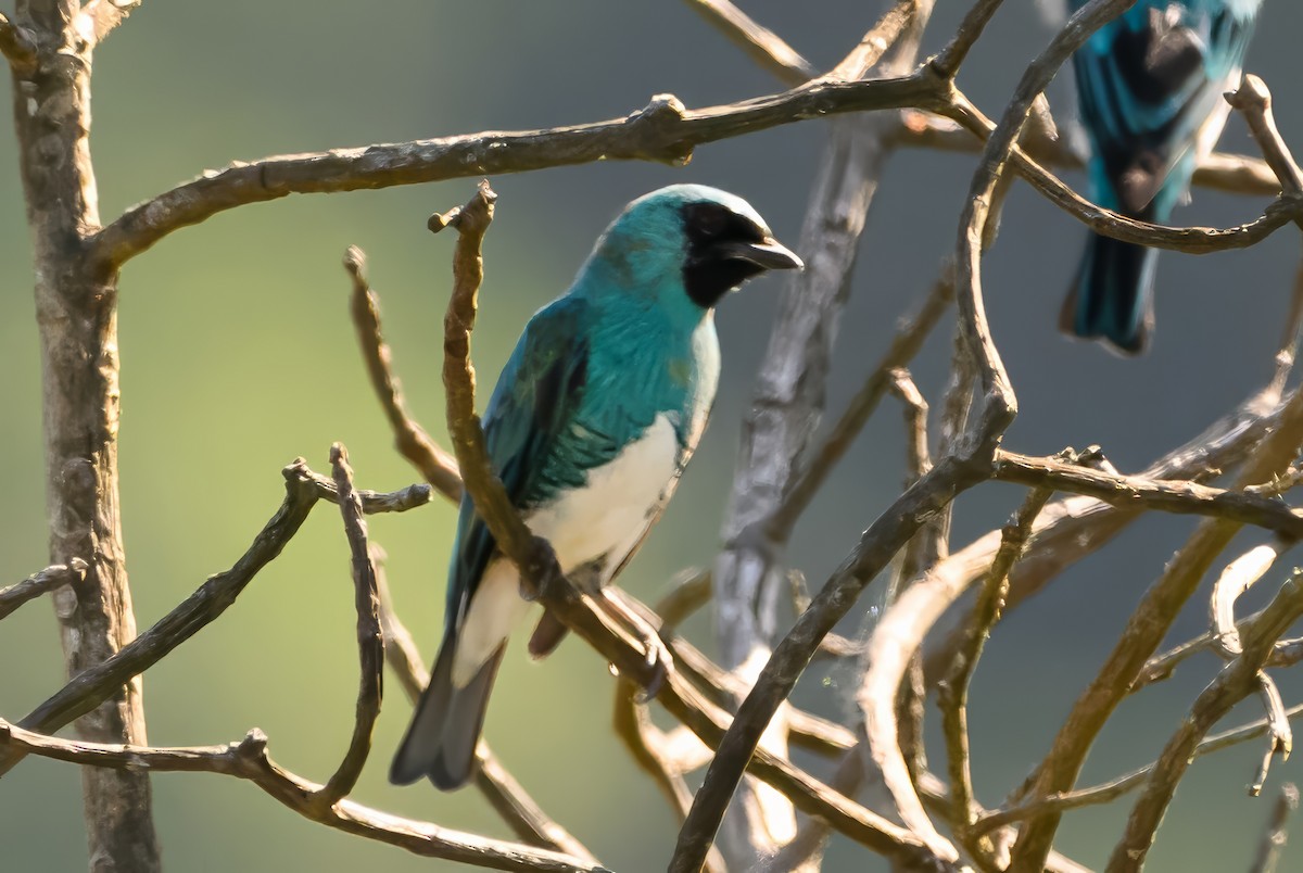 Swallow Tanager - ML622036330