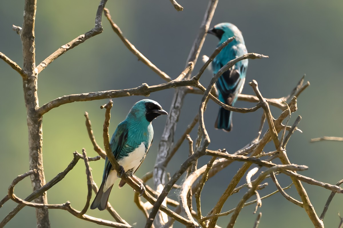 Swallow Tanager - ML622036331