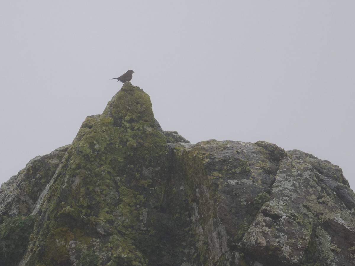 Fox Sparrow - ML622036340