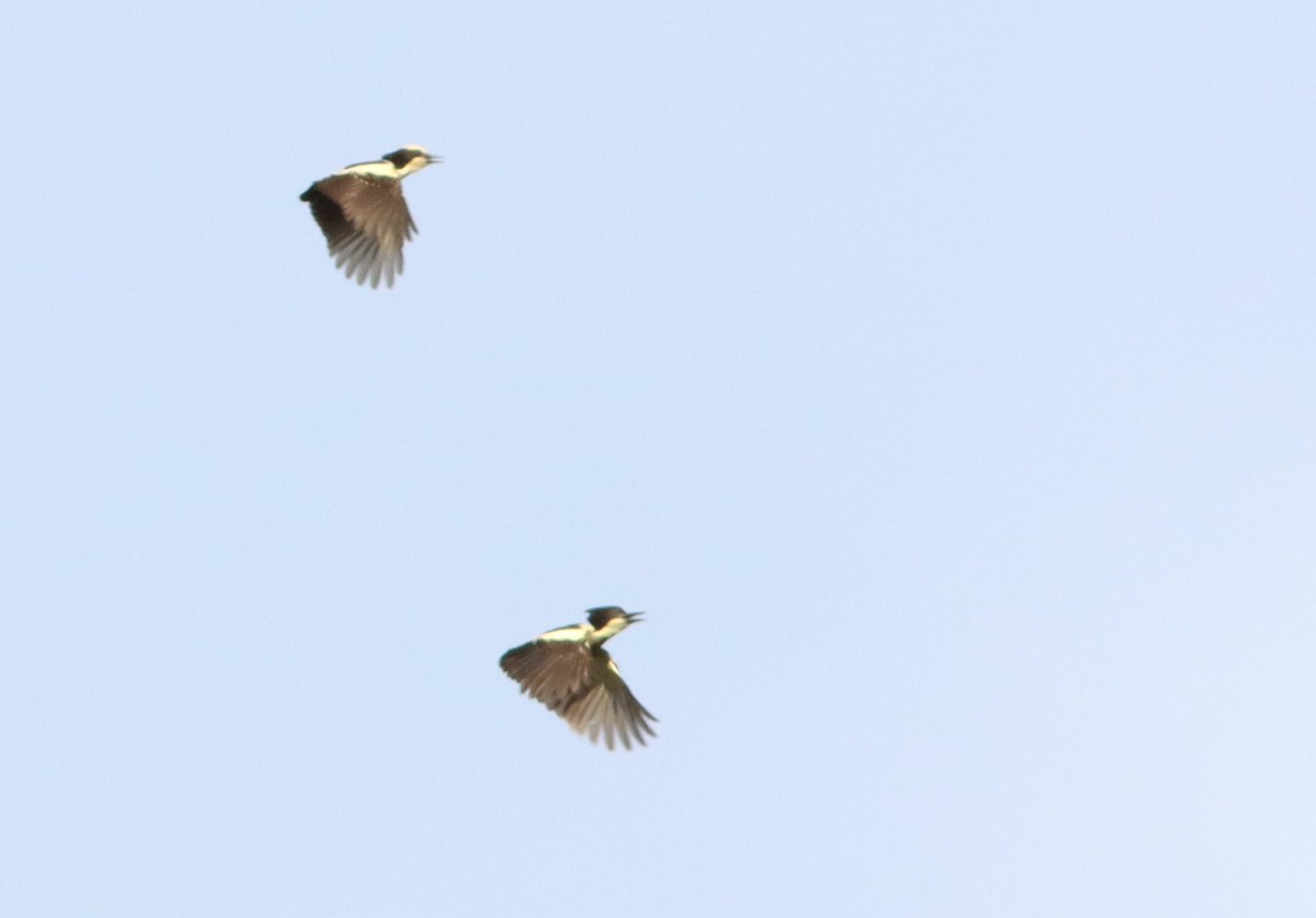 Heart-spotted Woodpecker - ML622036342