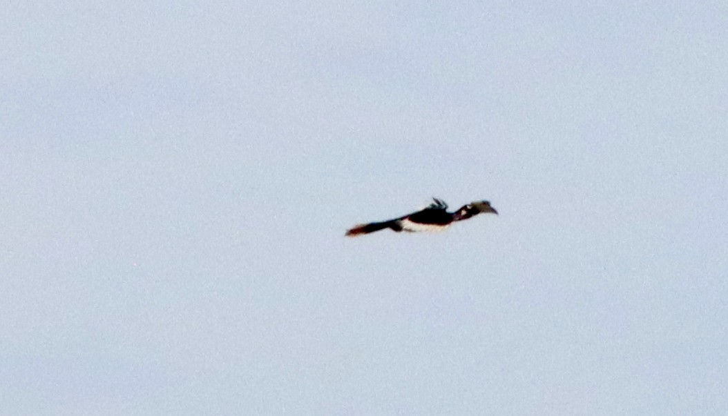Oriental Pied-Hornbill - ML622036384