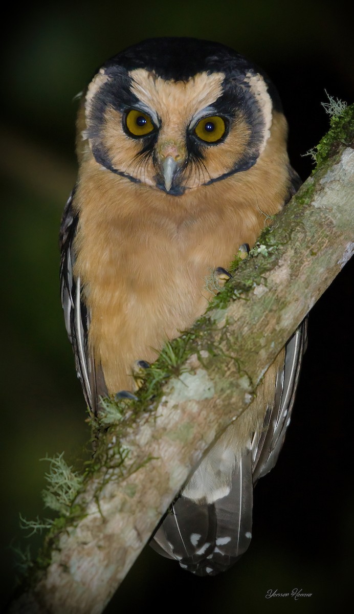 Buff-fronted Owl - ML622036428