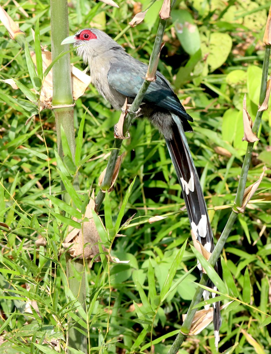 Green-billed Malkoha - ML622036445