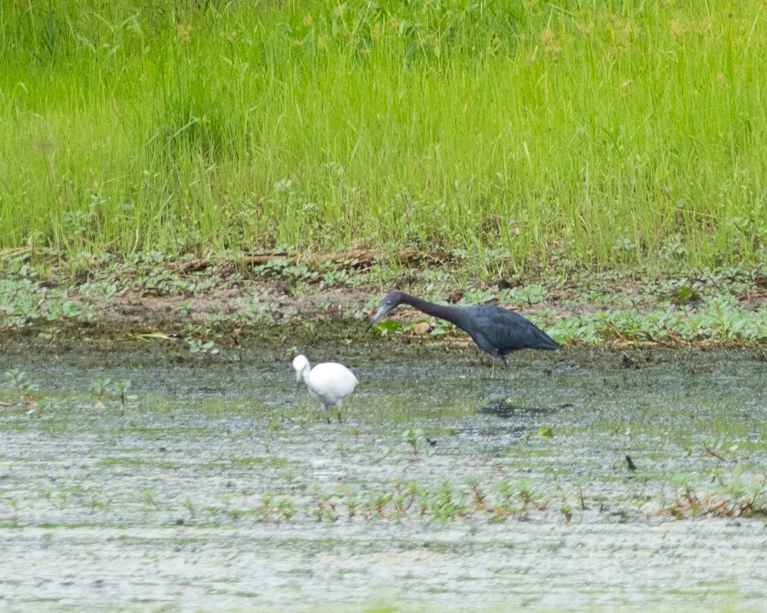 Little Blue Heron - ML622036518