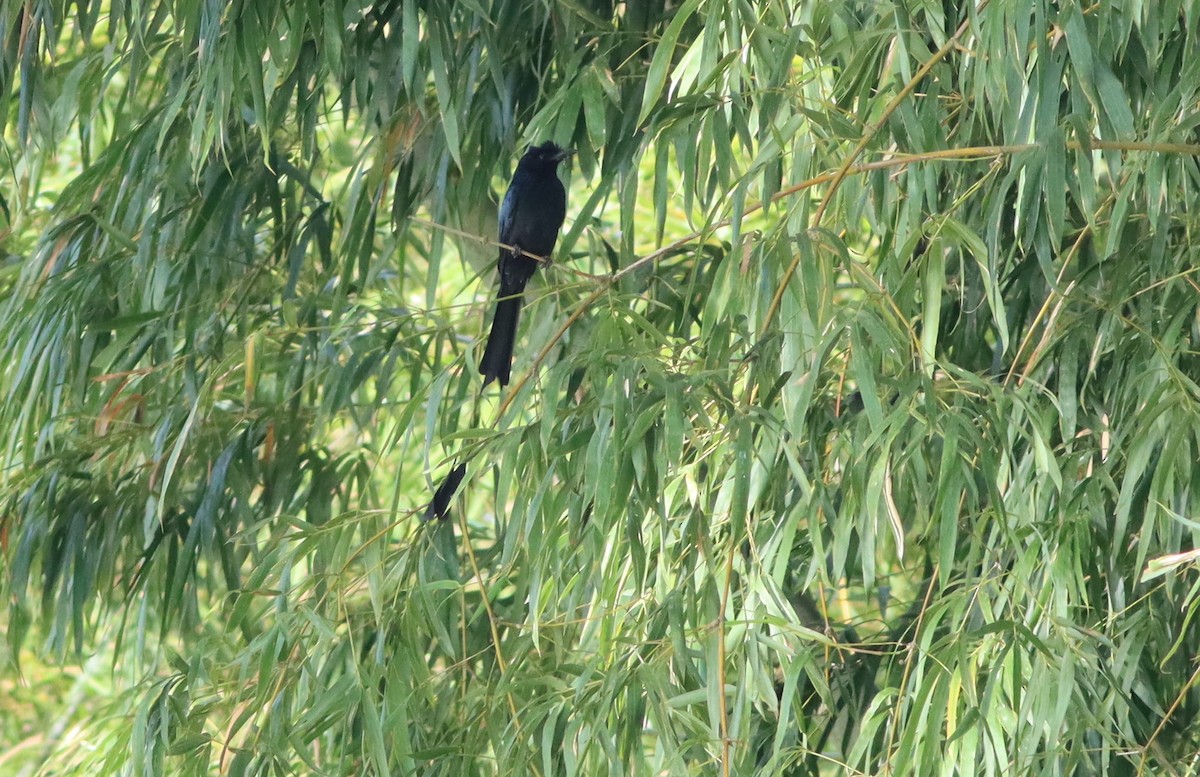Greater Racket-tailed Drongo - ML622036579