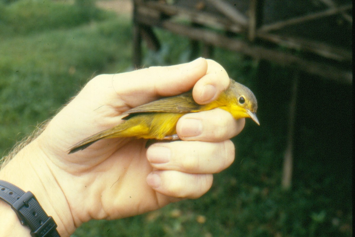 Masked Yellowthroat - ML622036594