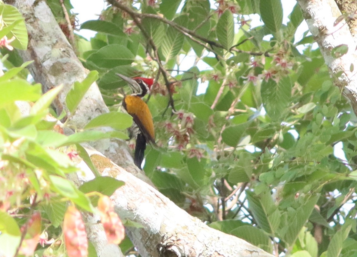 Greater Flameback - ML622036624