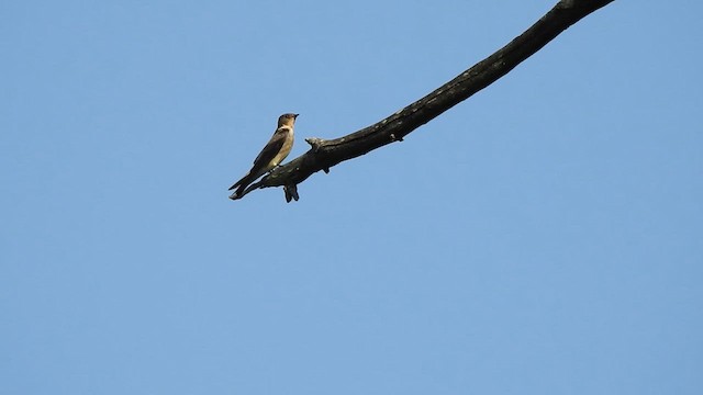 Hirondelle à gorge rousse - ML622036629