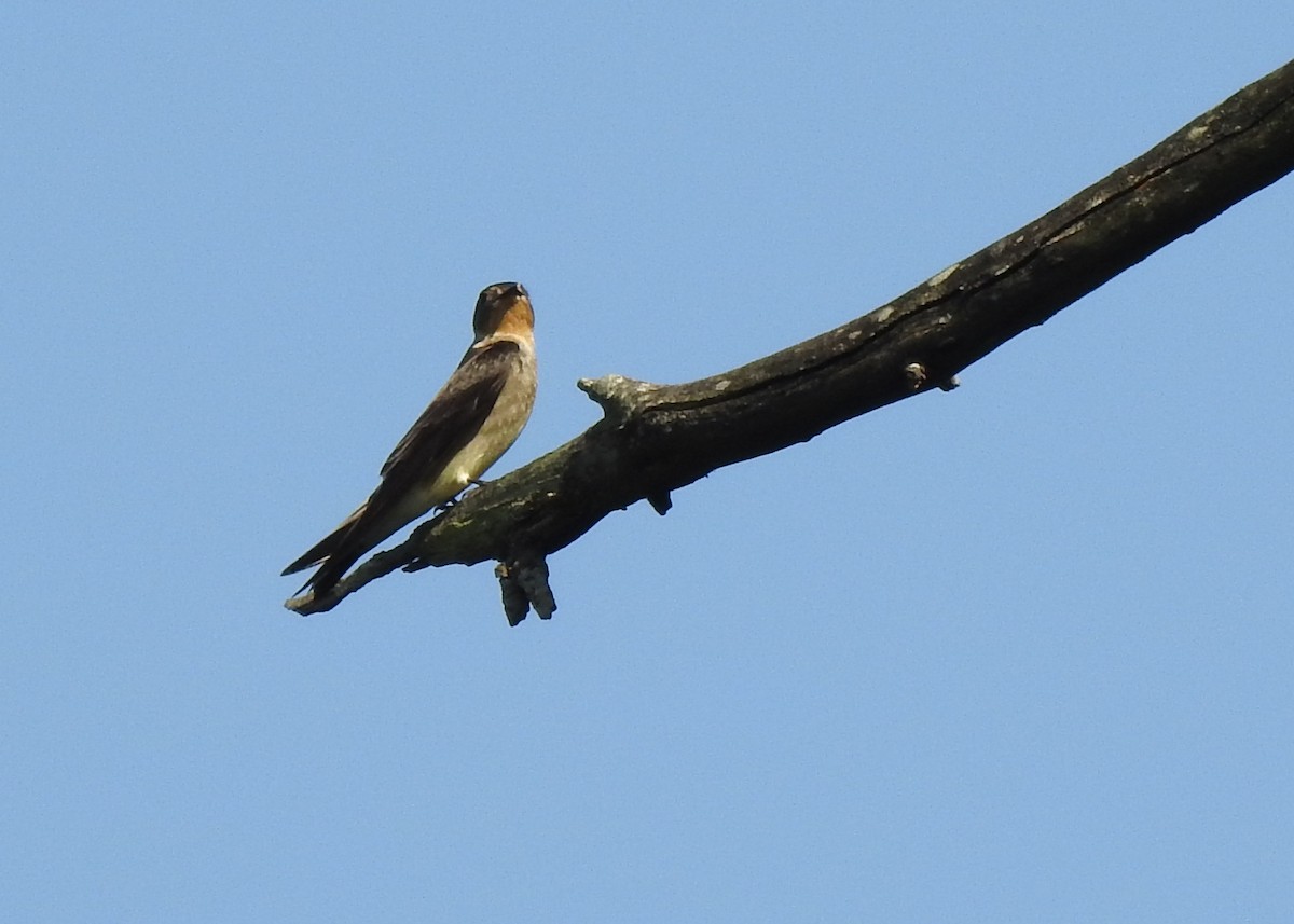 Southern Rough-winged Swallow - ML622036631