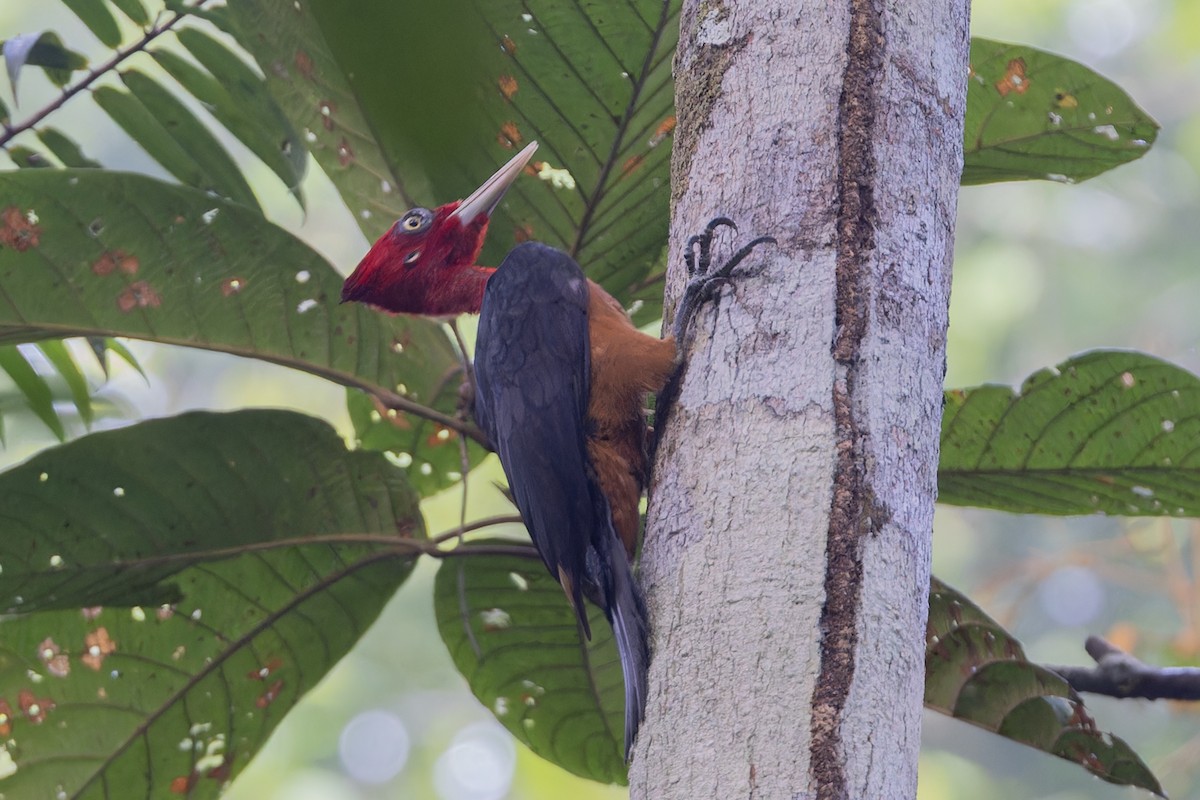 Red-necked Woodpecker - ML622036638