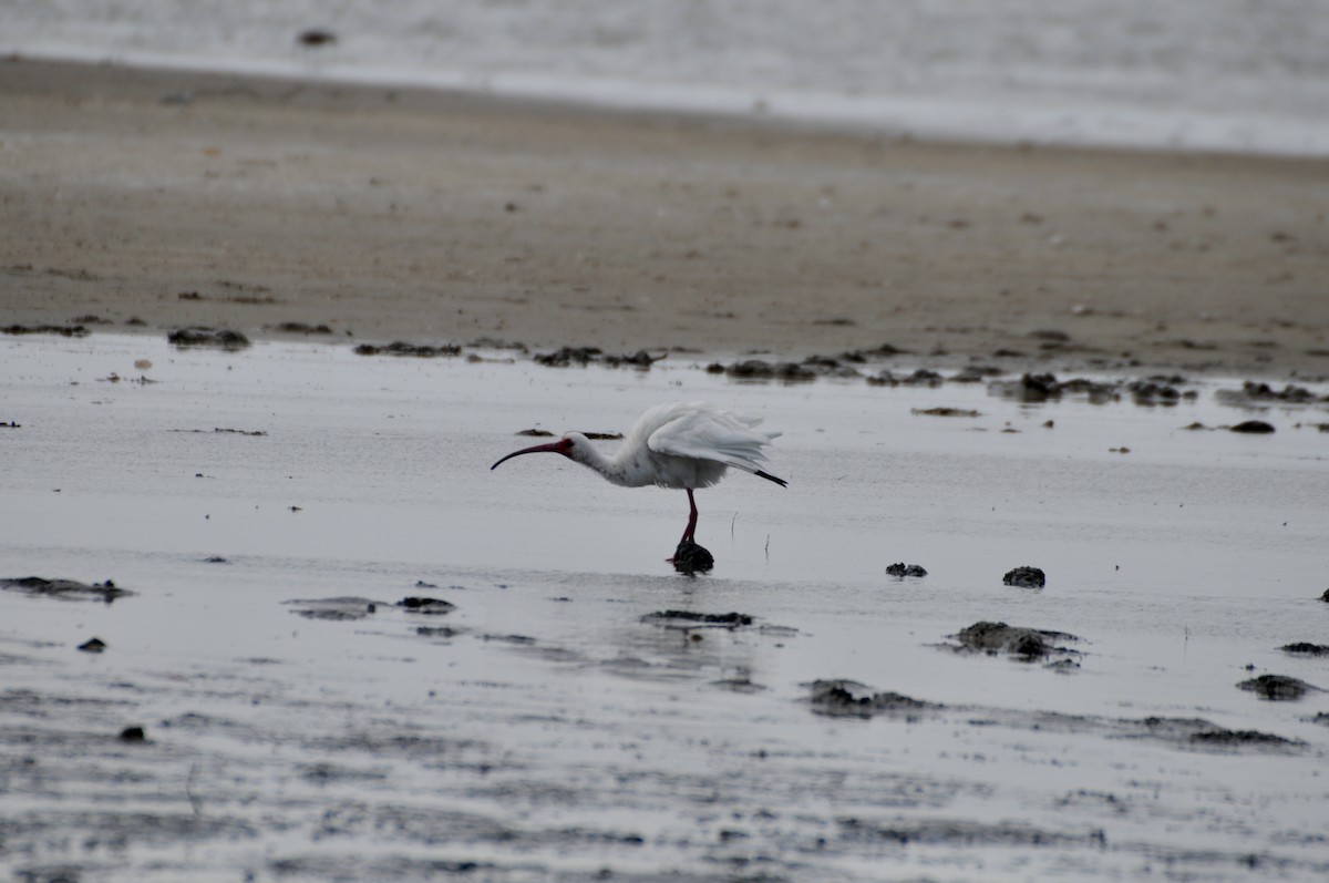 White Ibis - ML622036640