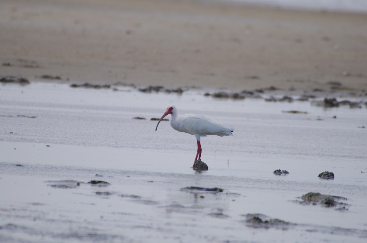 White Ibis - ML622036641