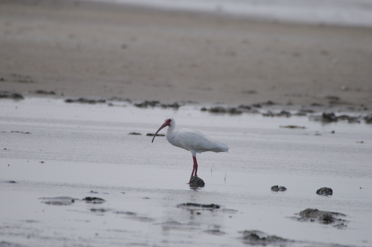 White Ibis - ML622036642