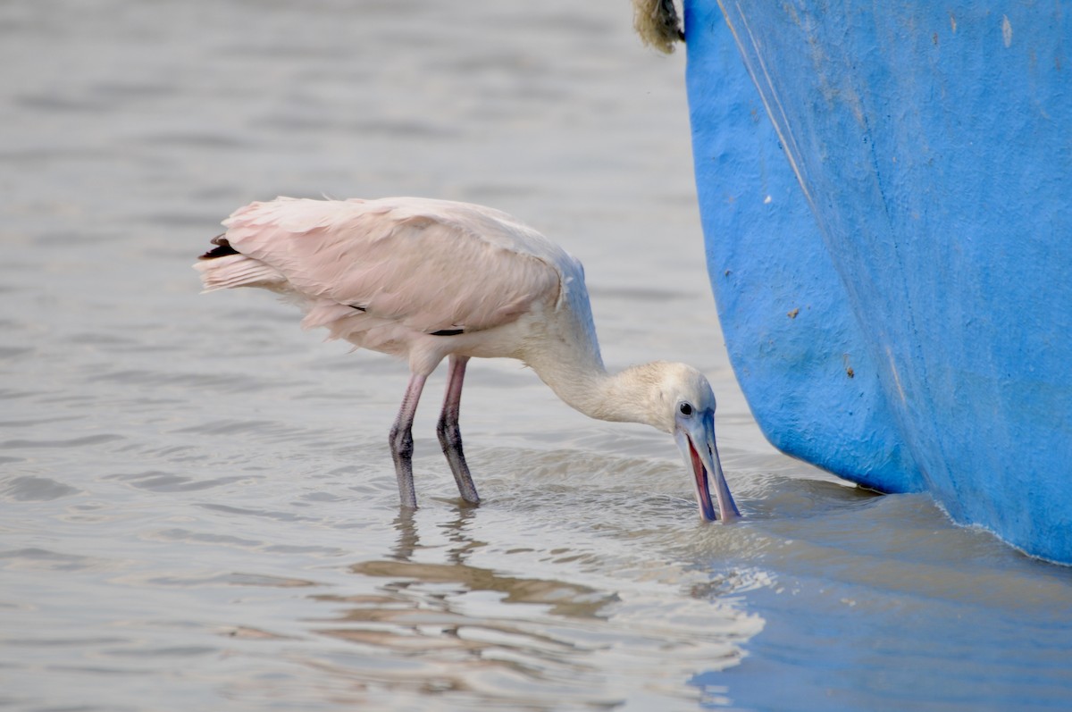 Roseate Spoonbill - ML622036648