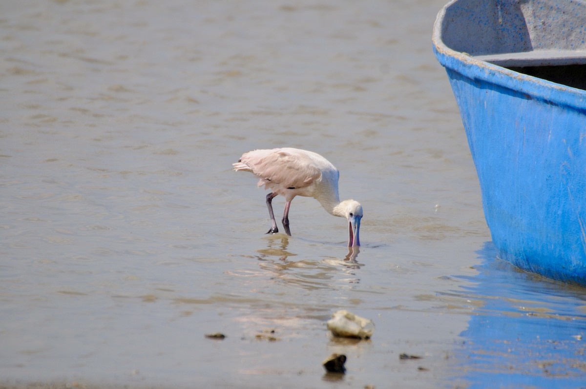 Roseate Spoonbill - ML622036649