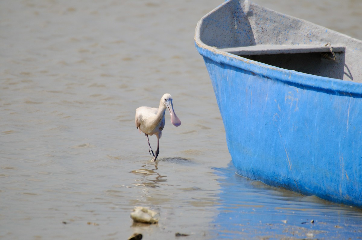 Roseate Spoonbill - ML622036650