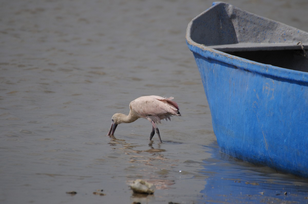Roseate Spoonbill - ML622036651