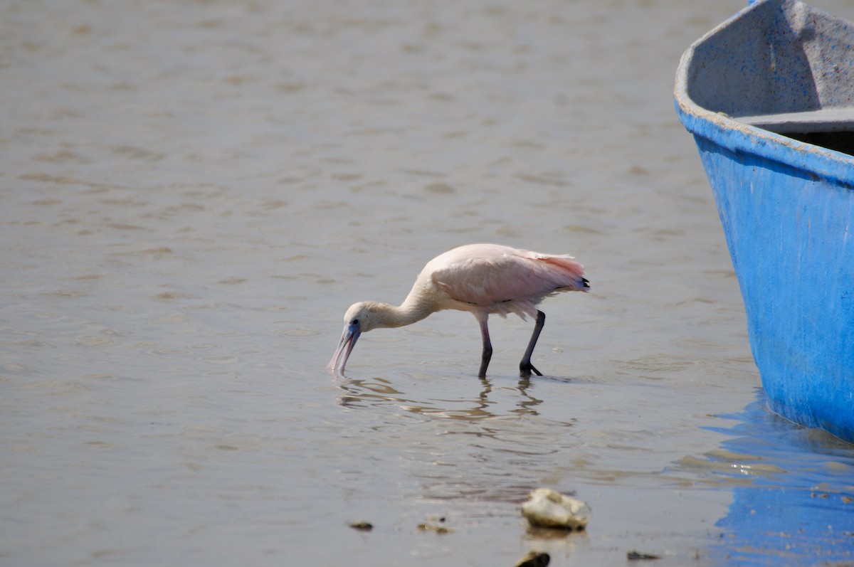 Roseate Spoonbill - ML622036652