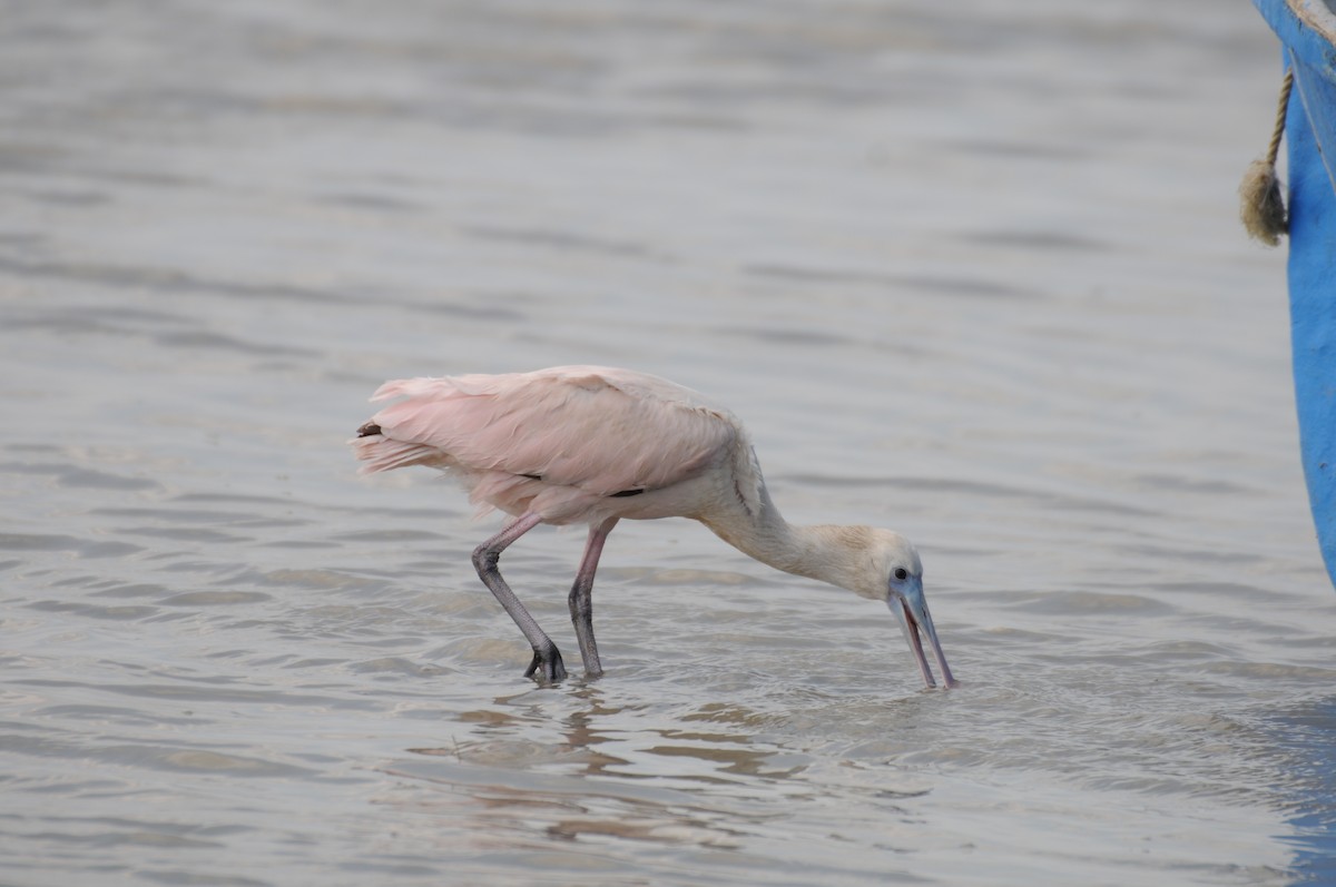 Roseate Spoonbill - ML622036653