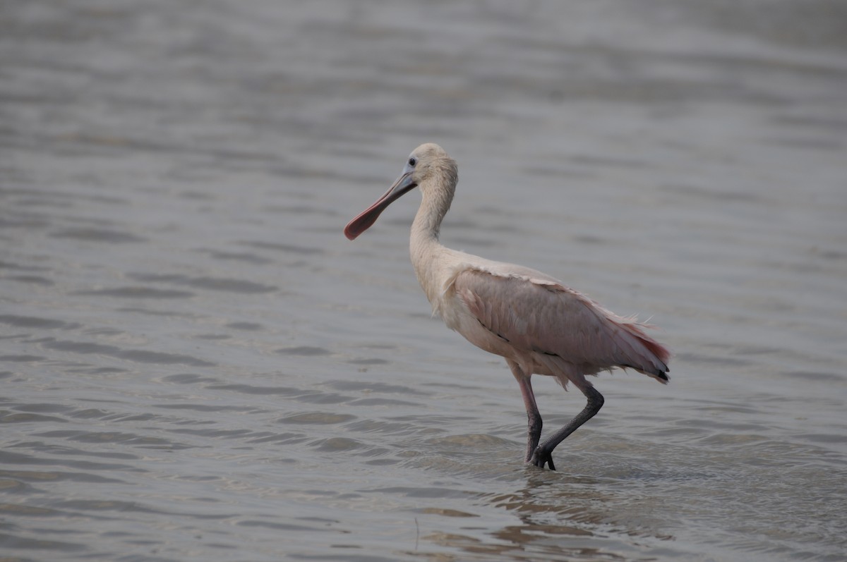 Roseate Spoonbill - ML622036656