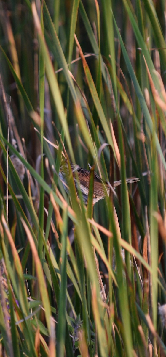 Swamp Sparrow - ML622036676