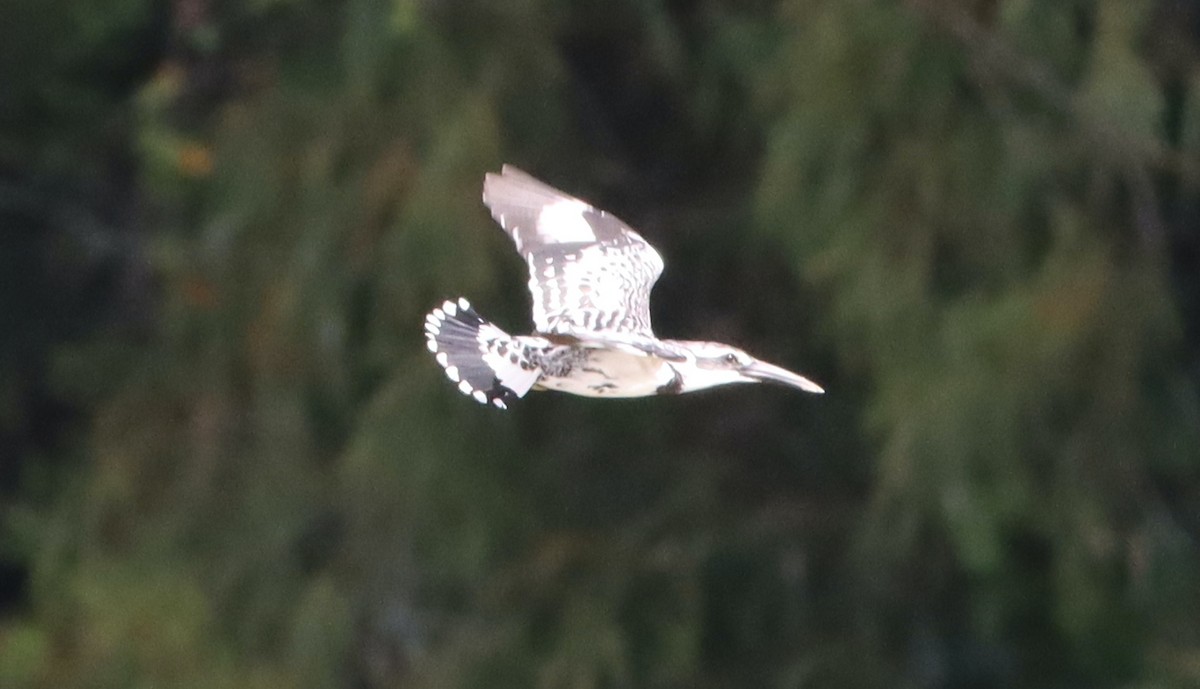 Pied Kingfisher - ML622036684