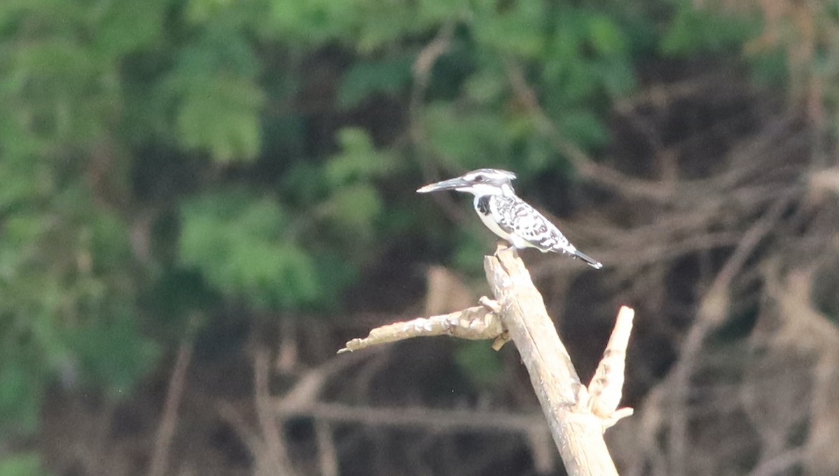 Pied Kingfisher - ML622036692