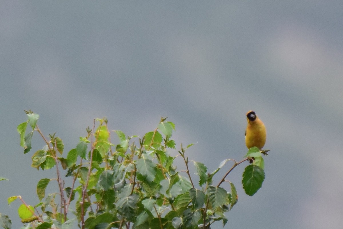 Orange Bullfinch - ML622036694