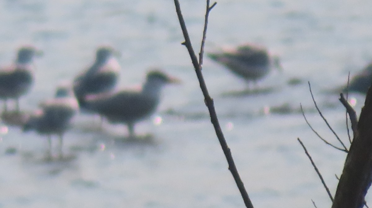 Caspian Tern - ML622036751