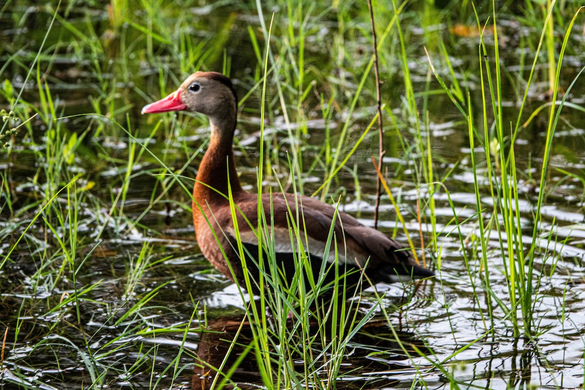 Black-bellied Whistling-Duck - Debbie Carr