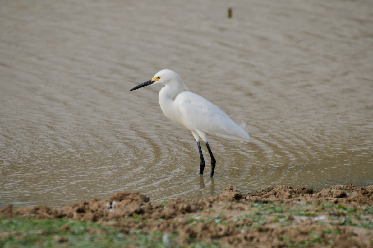 Snowy Egret - TONY STEWART