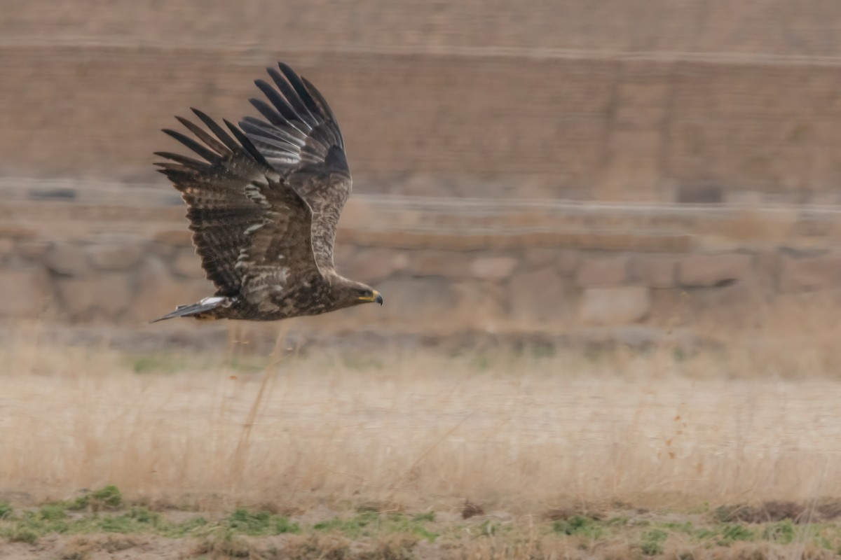 Aigle des steppes - ML622036819