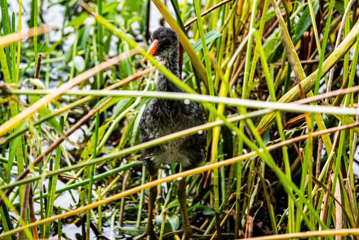 Common Gallinule - ML622036831