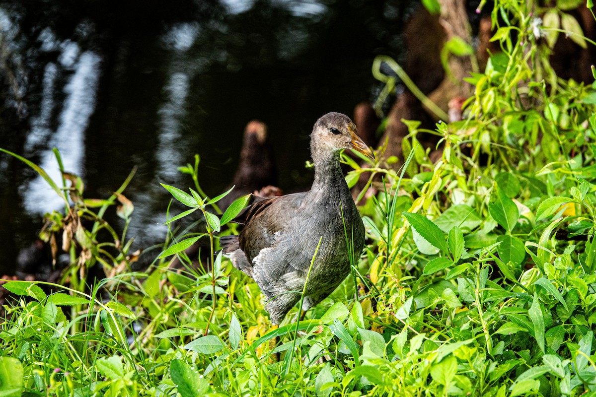 Common Gallinule - ML622036832