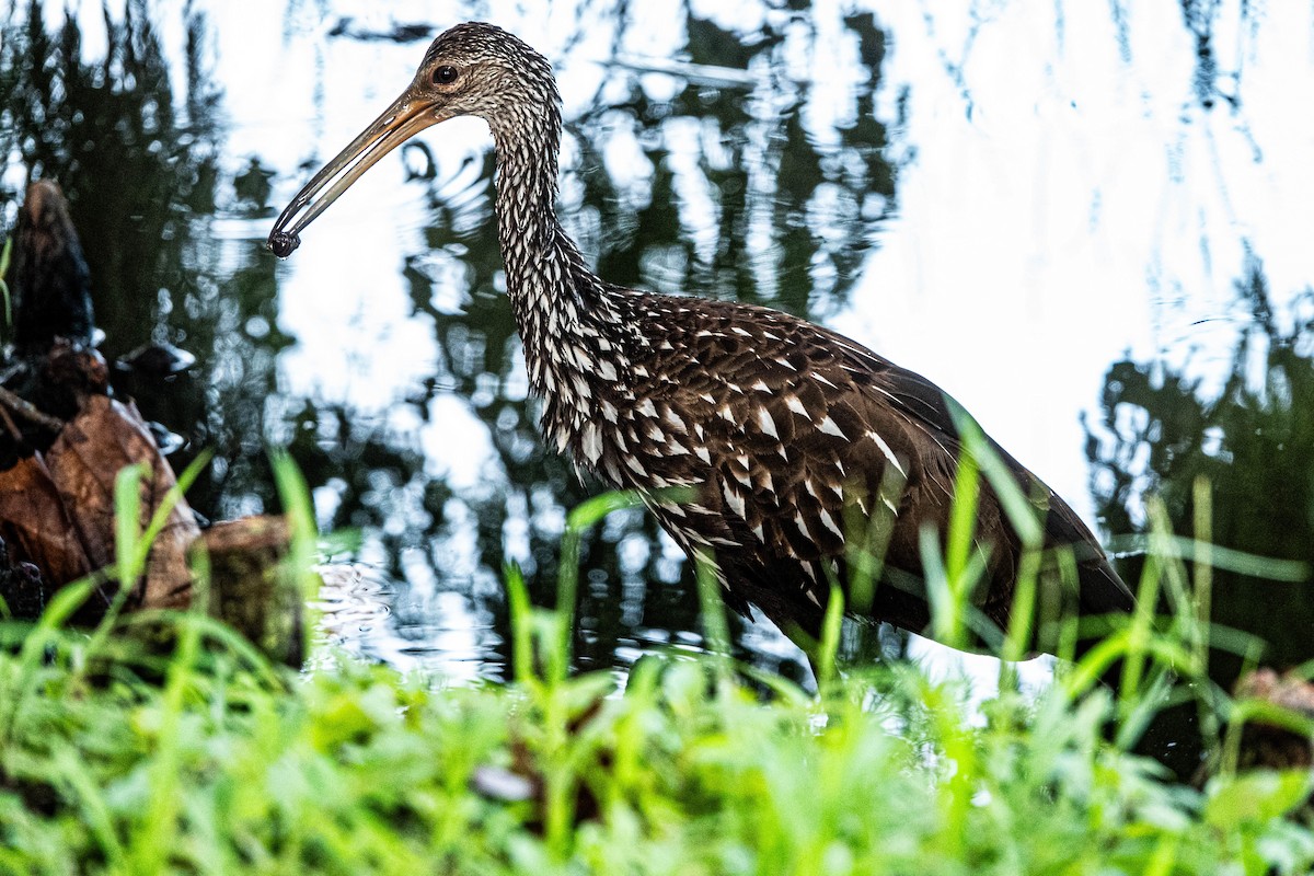 Limpkin - ML622036856