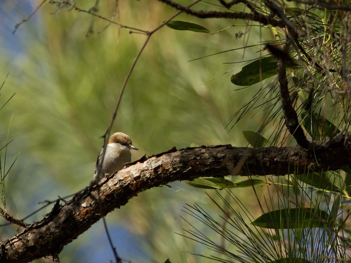 Brown-headed Nuthatch - ML622036857