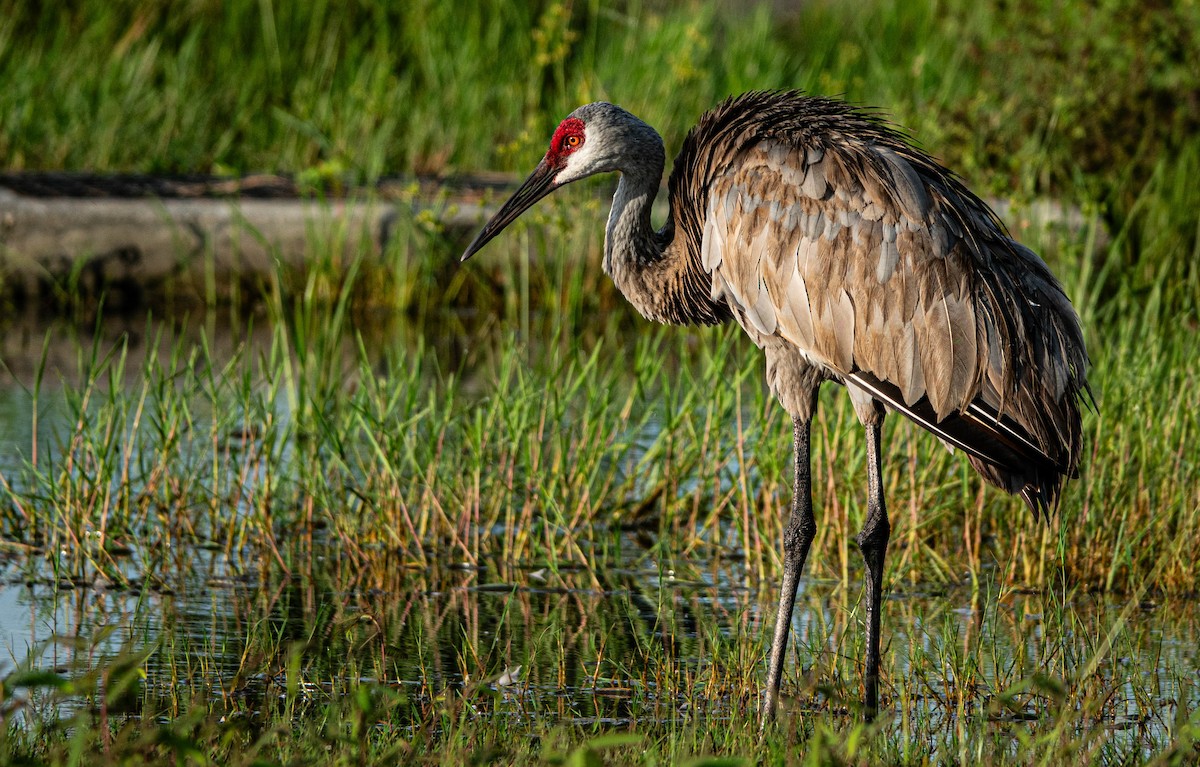 Sandhill Crane - Debbie Carr