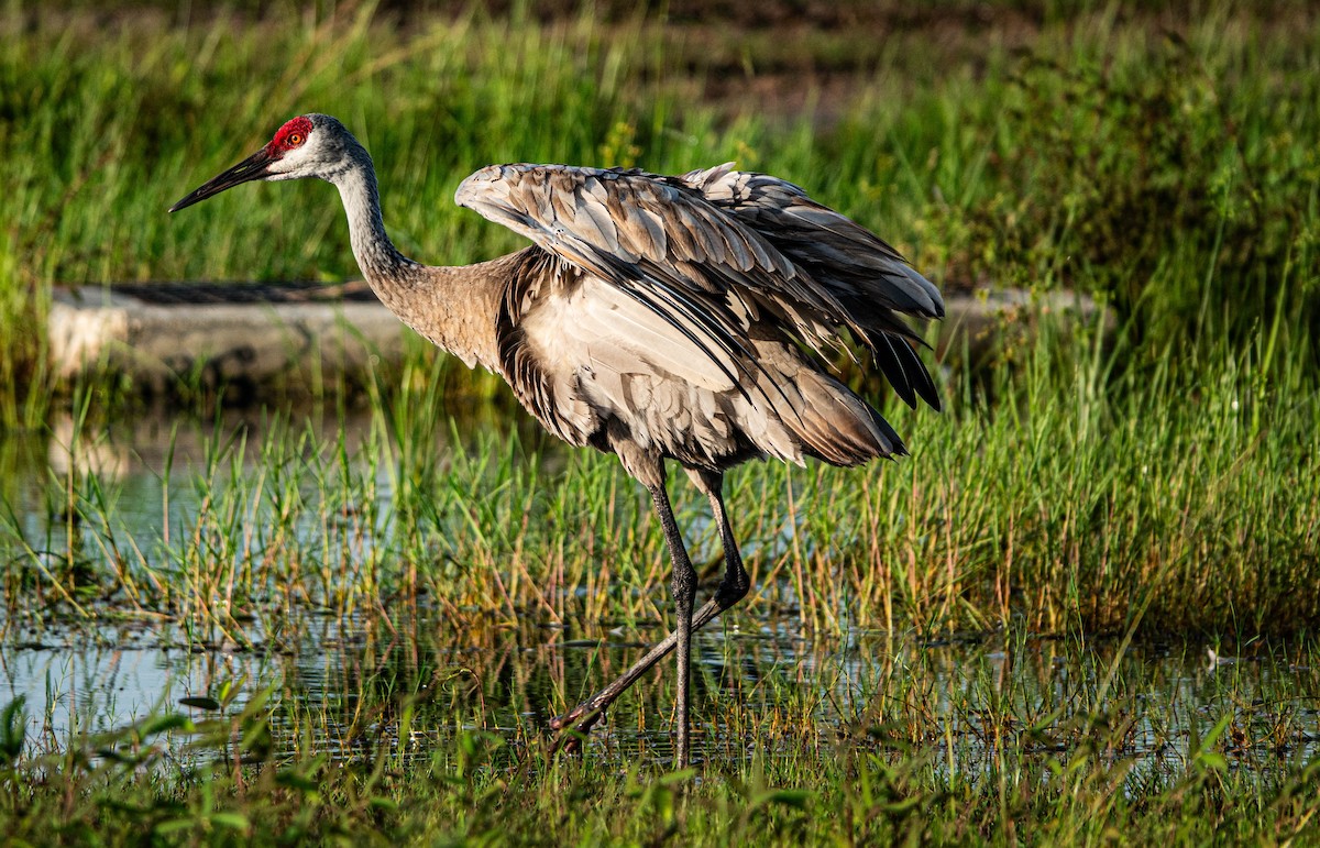 Sandhill Crane - ML622036865