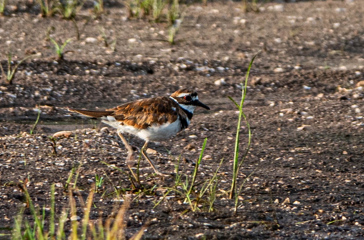 Killdeer - ML622036872