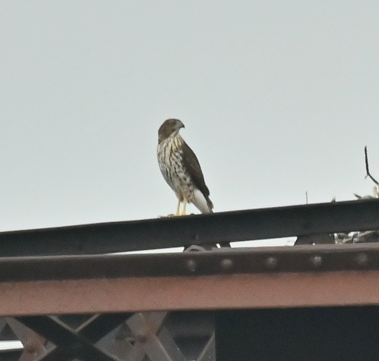 Cooper's Hawk - ML622036874