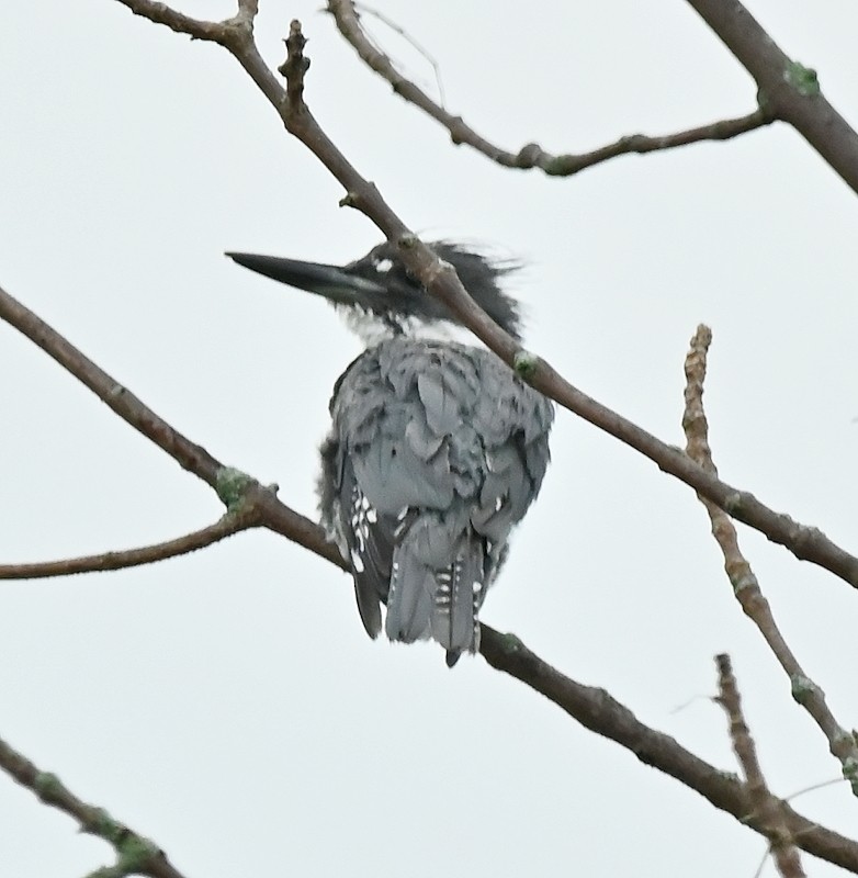 Belted Kingfisher - ML622036880