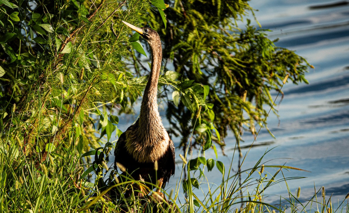 Anhinga - Debbie Carr