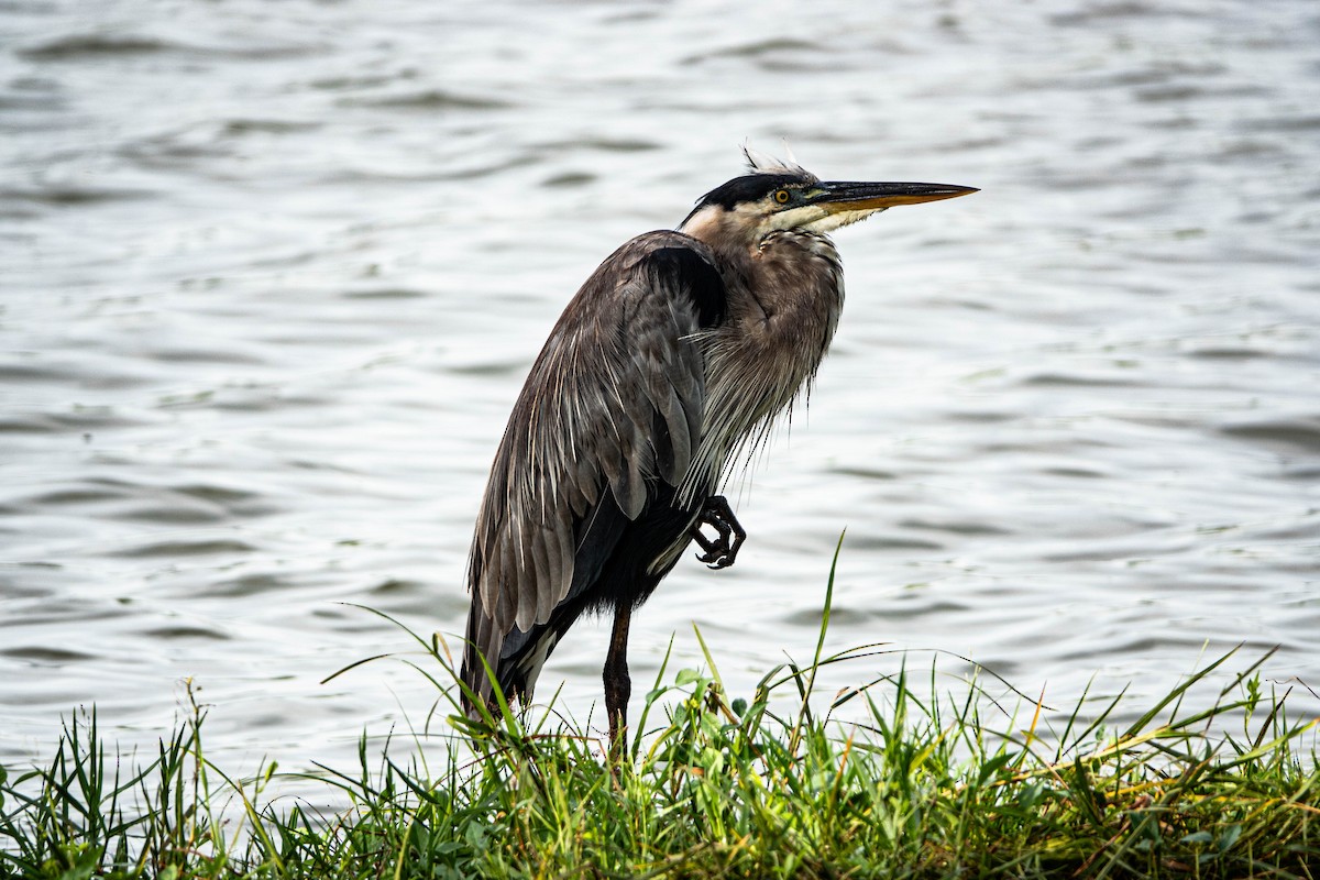 Great Blue Heron - ML622036926