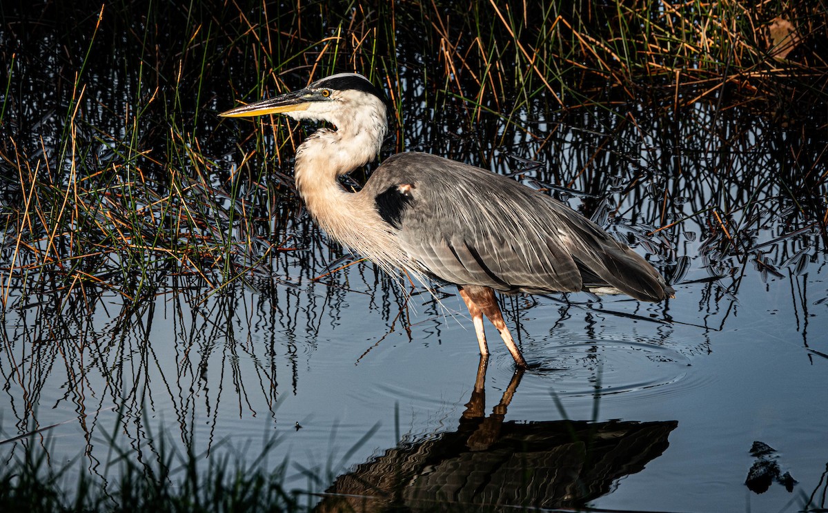 Great Blue Heron - ML622036927