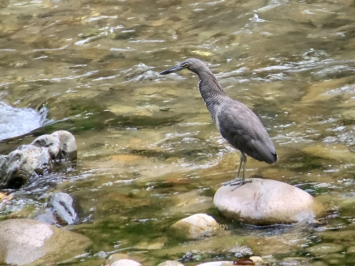 Fasciated Tiger-Heron - ML622036929