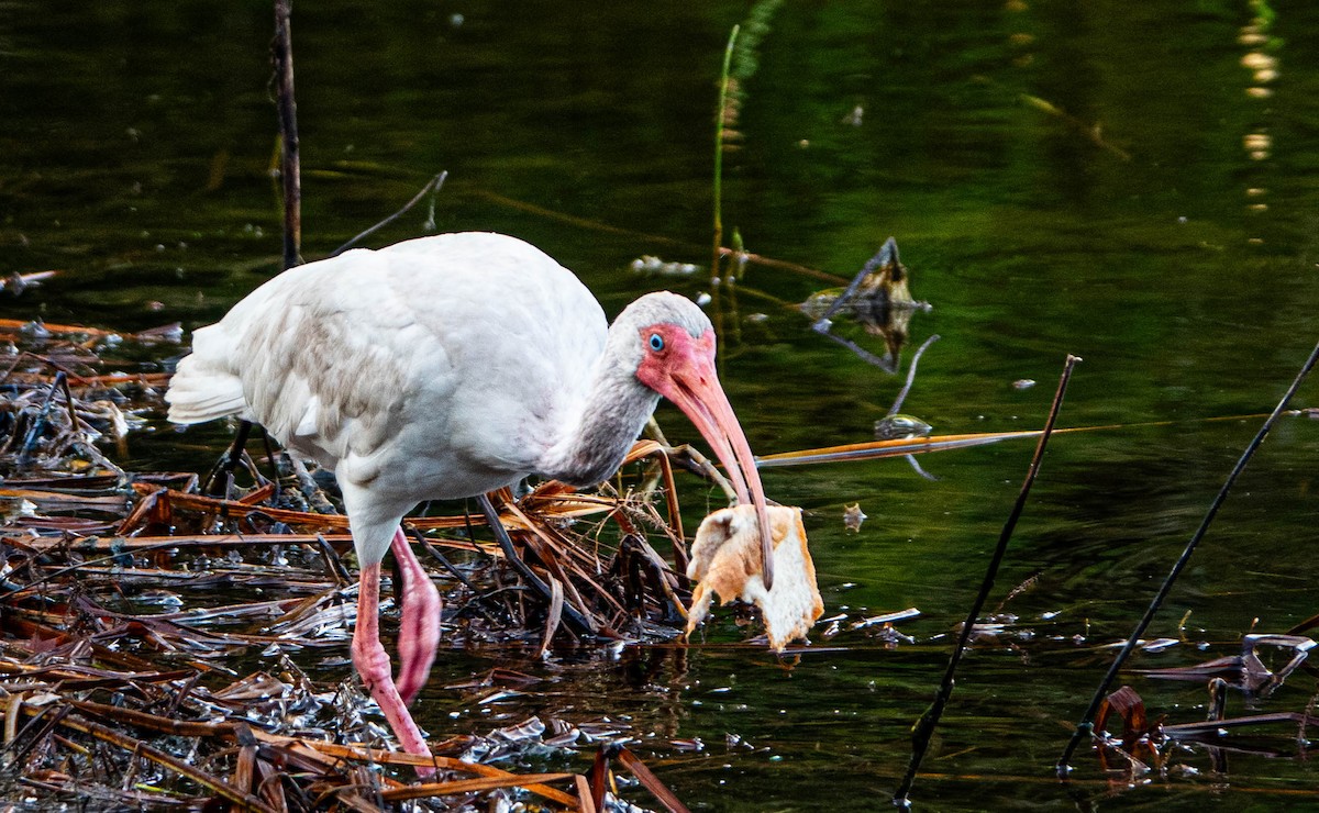 White Ibis - ML622036934