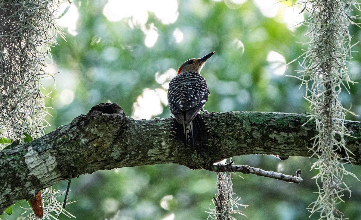 Red-bellied Woodpecker - ML622036951