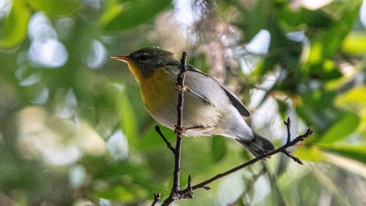 Northern Parula - ML622036975