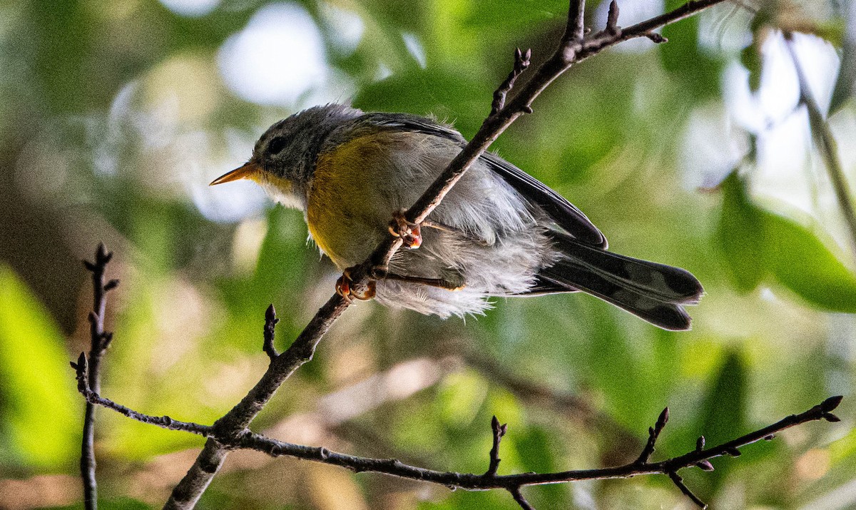 Northern Parula - ML622036976