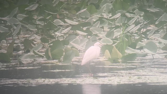 Snowy Egret - ML622036991